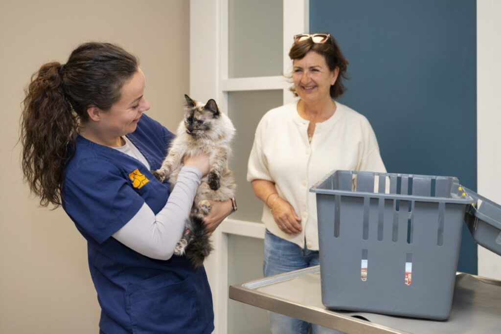 dierenarts kat consult dierenarts alkmaar kat